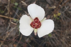 Calochortus simulans