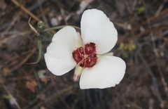 Calochortus simulans