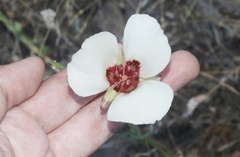 Calochortus simulans