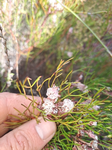 Image of Serruria bolusii by (c) Eugene Hahndiek, some rights reserved (CC BY-SA)