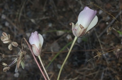 Calochortus simulans