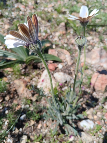 Image of Dimorphotheca nudicaulis by (c) bullwooding, some rights reserved (CC BY)