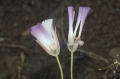 Calochortus simulans
