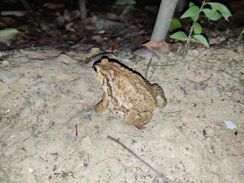 Asiatic Toad, Bufo gargarizans