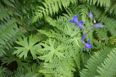 Delphinium trolliifolium
