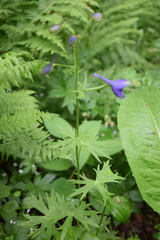 Delphinium trolliifolium
