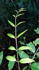 Zanthoxylum melanostictum