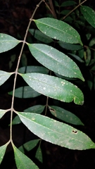 Zanthoxylum melanostictum