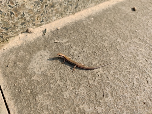 Modest Ground Skink, Scincella modesta