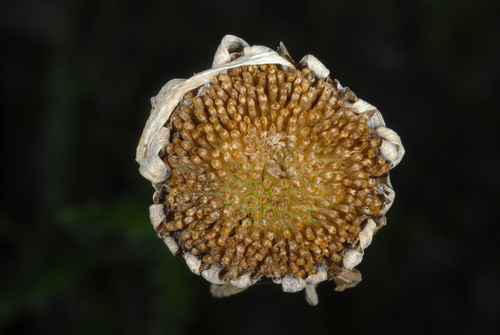 Leucanthemum vulgare