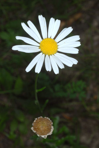 Leucanthemum vulgare