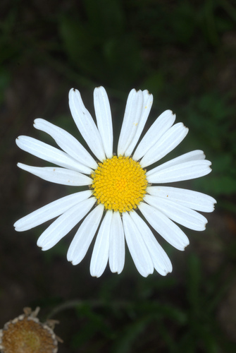 Leucanthemum vulgare