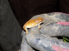 Chirixalus nongkhorensis