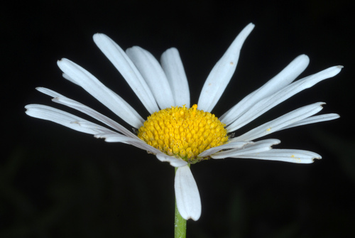 Leucanthemum vulgare