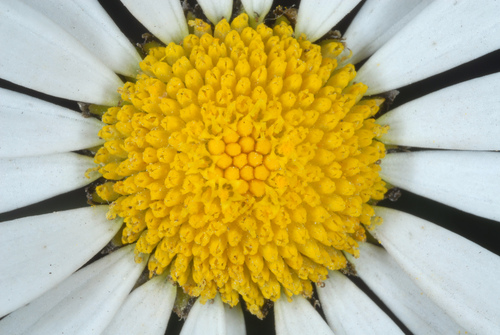 Leucanthemum vulgare