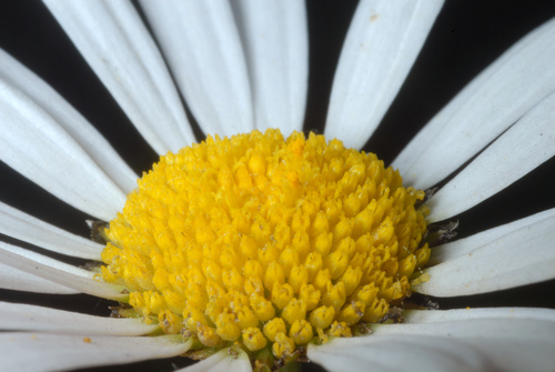 Leucanthemum vulgare