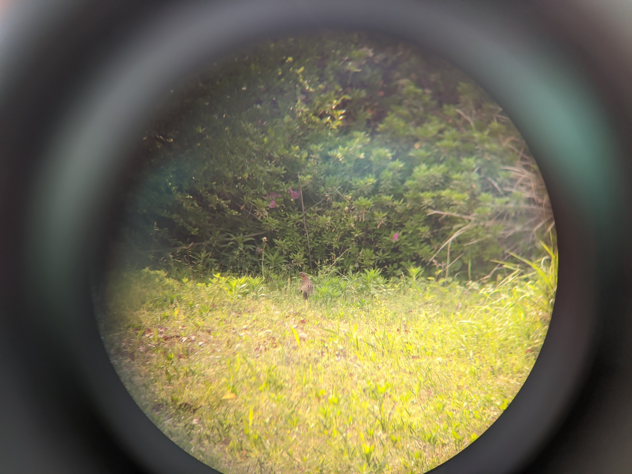 Chinese Bamboo Partridge