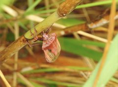 Chalcopis glandulosa