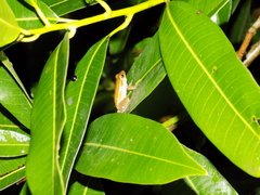 Rohanixalus vittatus