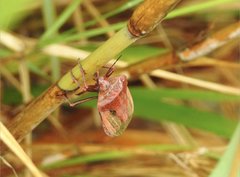 Chalcopis glandulosa