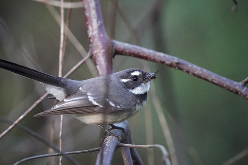 Grey Fantail, photo 4 of 10