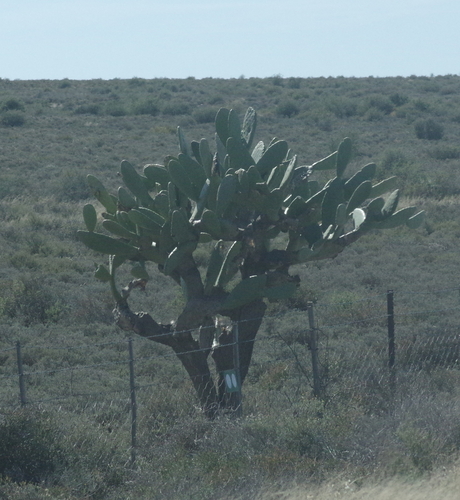 Indian fig opuntia