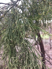 Exocarpos cupressiformis