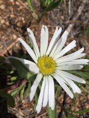 Townsendia grandiflora