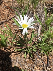 Townsendia grandiflora