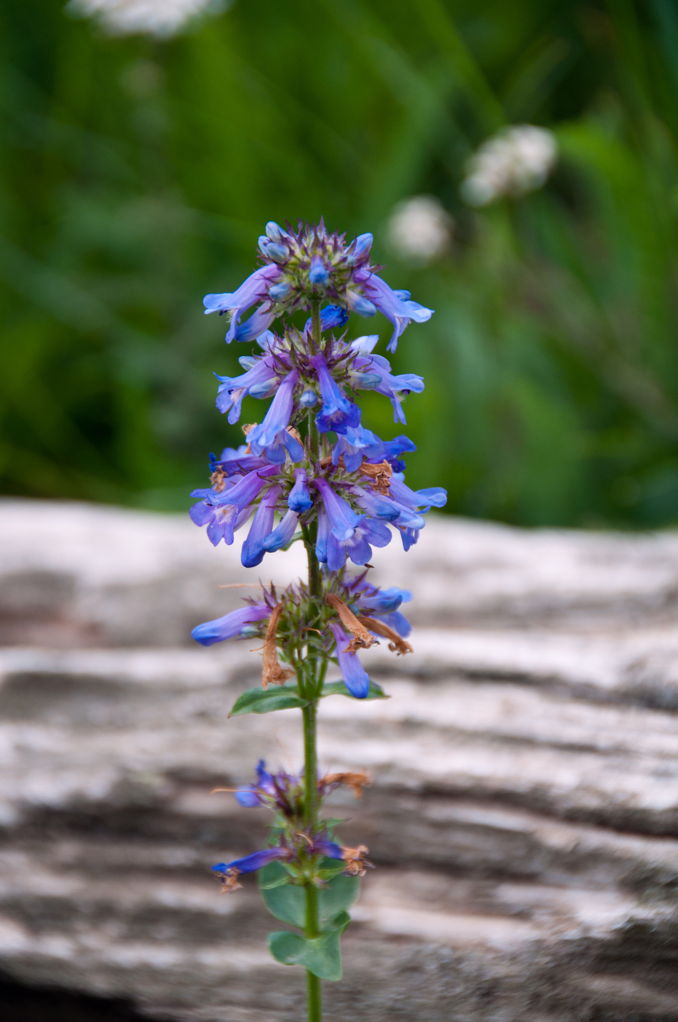 Penstemon rydbergii