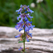 Rydberg Penstemon - Photo (c) Paul Asman and Jill Lenoble, some rights reserved (CC BY)