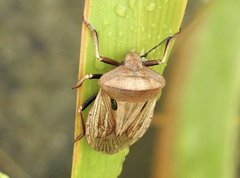 Chalcopis glandulosa