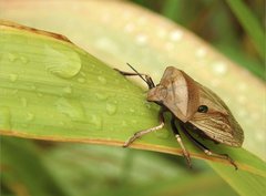 Chalcopis glandulosa