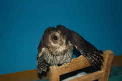Strix virgata