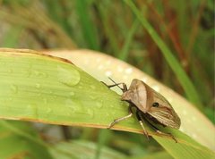 Chalcopis glandulosa