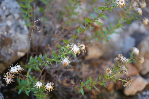 Image of Chiliadenus glutinosus by (c) Diego Rodríguez Hernández, some rights reserved (CC BY)
