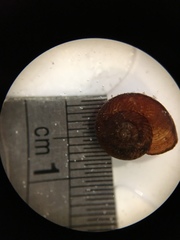 Thalassohelix igniflua