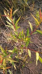 Salix × glatfelteri