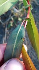 Salix × glatfelteri