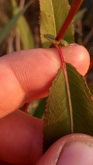 Salix × glatfelteri