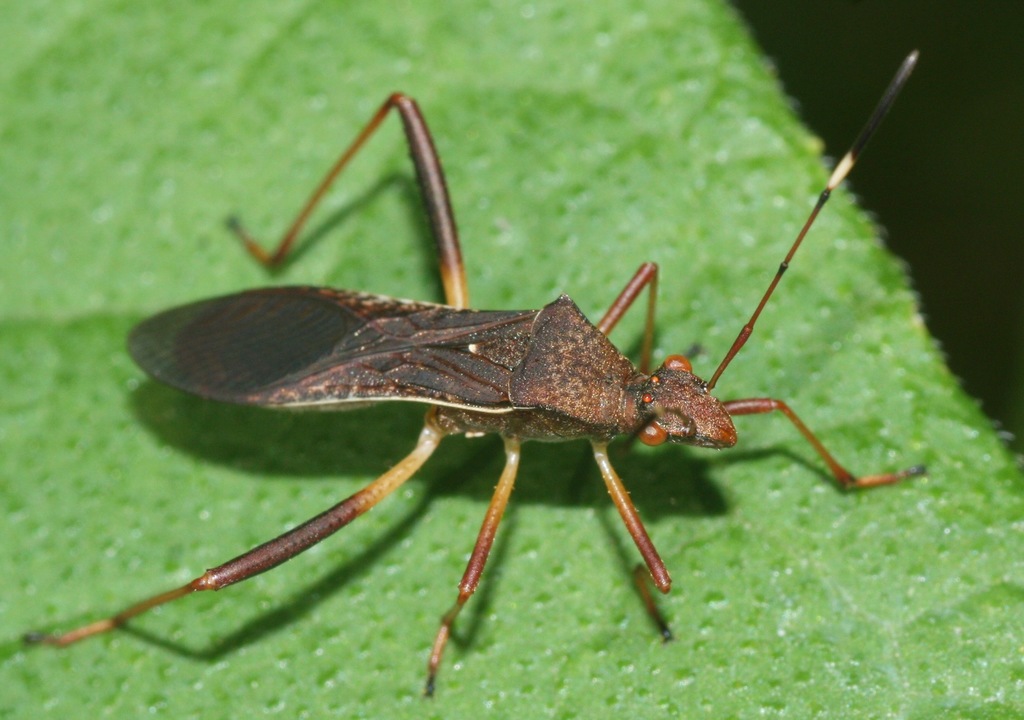 Lupine Bug