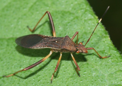 Lupine Bug