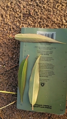 Salix × glatfelteri