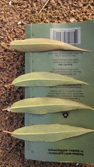Salix × glatfelteri