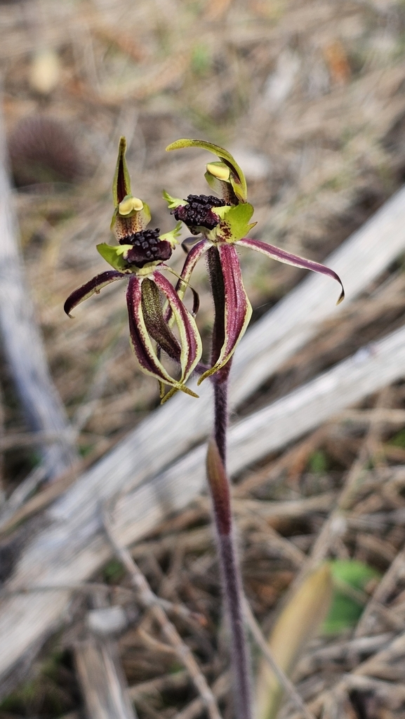 Caladenia conferta
