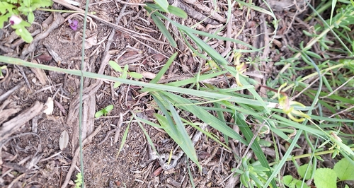 Image of Freesia viridis by (c) Adele SL, some rights reserved (CC BY)