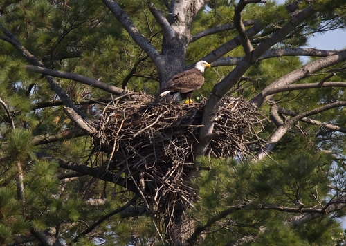 Bald Eagle, photo 5 of 9
