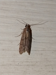 Vitula serratilineella