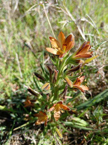 Image of Wachendorfia multiflora by (c) bullwooding, some rights reserved (CC BY)