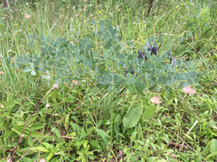 Baptisia australis aberrans